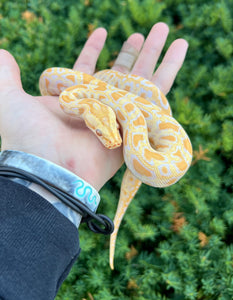 Baby Albino Burmese Python 100% het Green Patternless (Male)