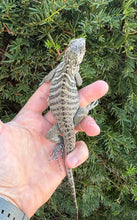 Load image into Gallery viewer, Baby Rhino Iguana (1)