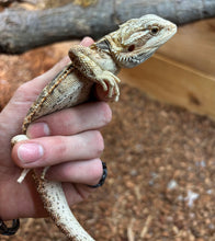 Load image into Gallery viewer, Juvenile Leatherback Bearded Dragon (1)