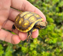 Load image into Gallery viewer, ‘Exceptional’ Baby Red-Foot Tortoise (1)