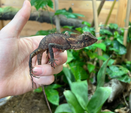 Natal’s Horned Dragon (2)