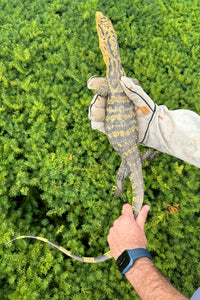 Sub-Adult Yellow-Headed Water Monitor(Female)