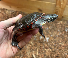 Load image into Gallery viewer, 4” Eastern Painted Turtle