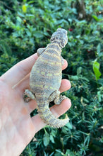 Load image into Gallery viewer, Small Ornate Uromastyx (3)
