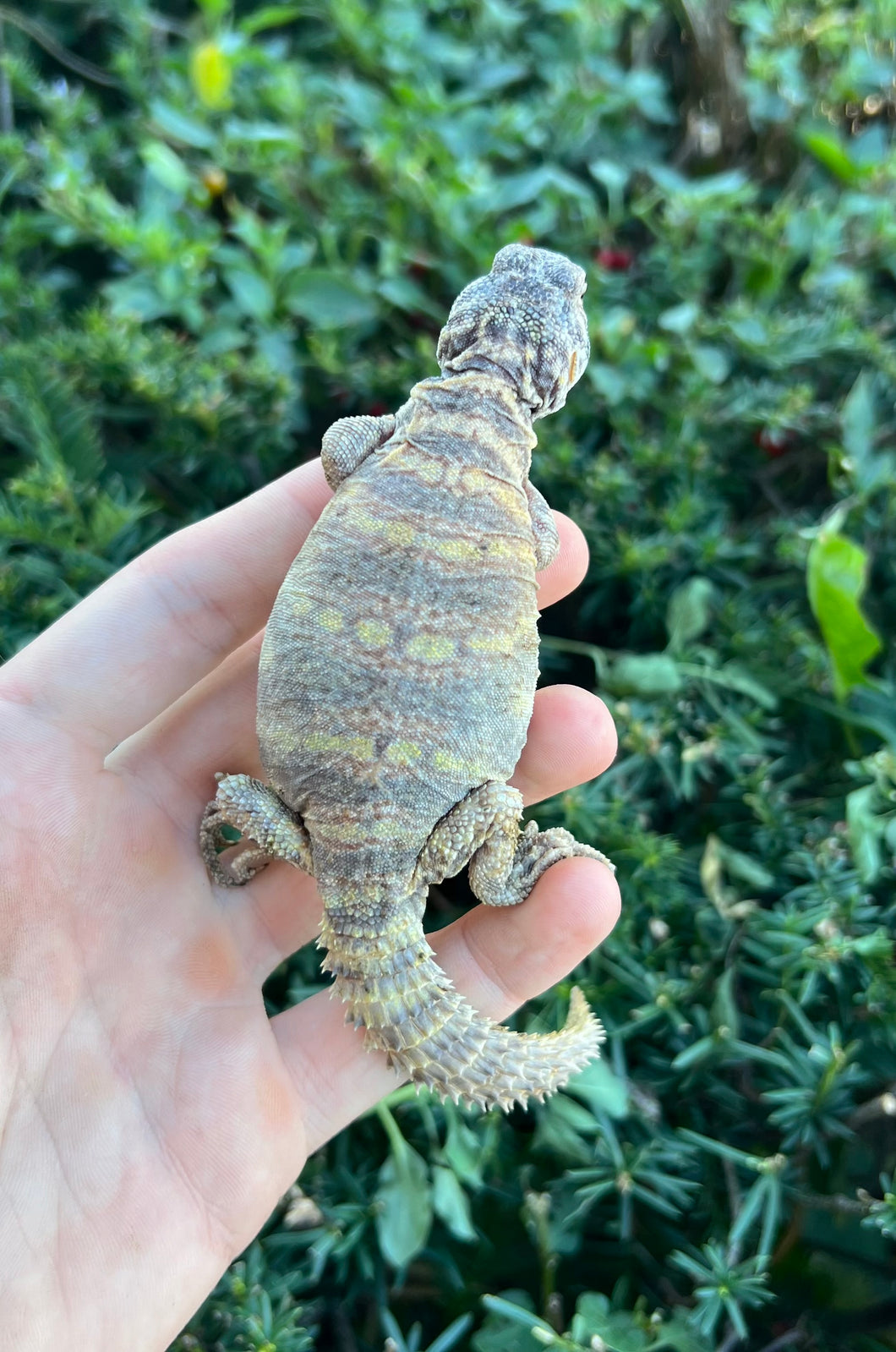 Small Ornate Uromastyx (3)