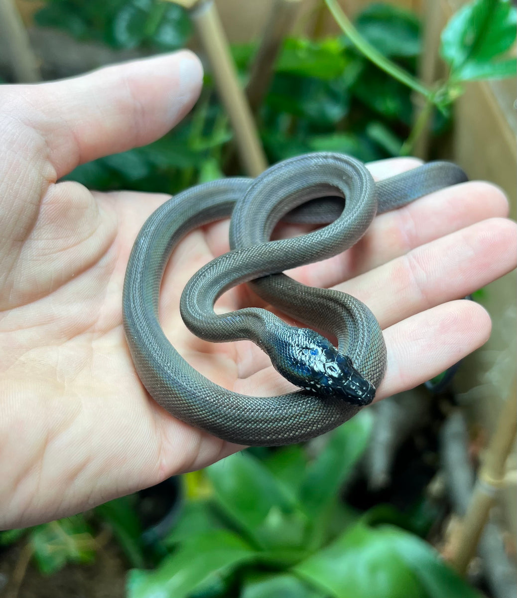 Baby Northern White-Lipped Python (Female) – Scales and Tails of Ohio