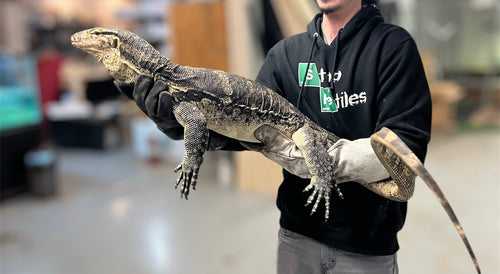 5’ Adult Asian Water Monitor (Male)