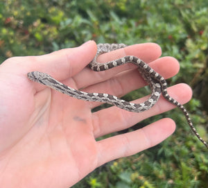 Baby Greenish Ratsnake