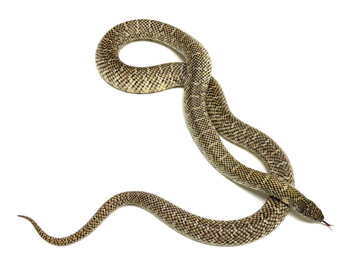 Adult Brook’s Kingsnake (Male)