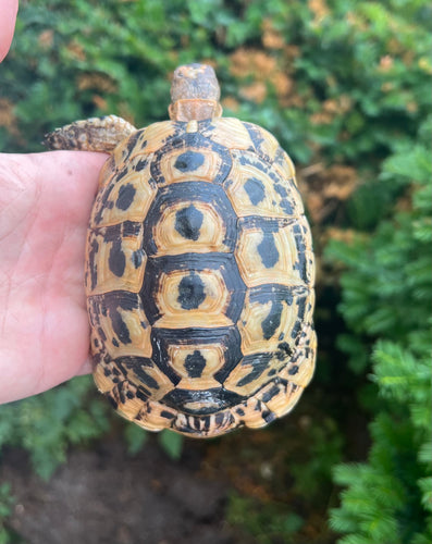 5” Greek Tortoise (2)