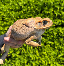 Load image into Gallery viewer, XL Cane Toad (4)