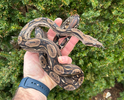 Adult Sonoran Boa Constrictor (Male)