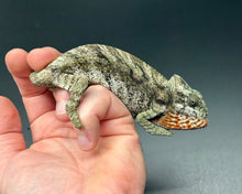 Load image into Gallery viewer, Giant Spiny Chameleon
