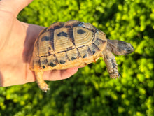 Load image into Gallery viewer, 4”-5” Greek Tortoise (2)