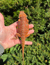 Load image into Gallery viewer, Juvenile Extreme Red Bearded Dragon (Female)