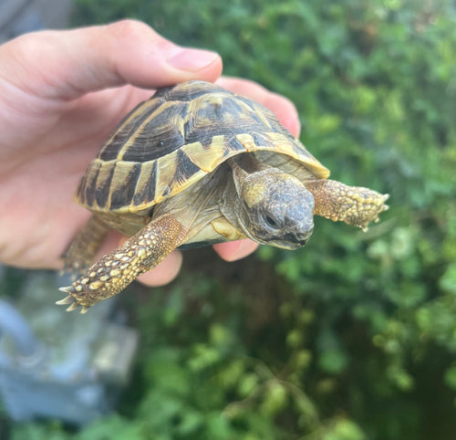 Yearling Hermann’s Tortoise (2)