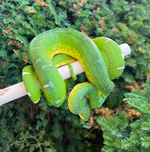 Load image into Gallery viewer, Adult ‘Reduced Pattern’ Emerald Tree Boa (Male)