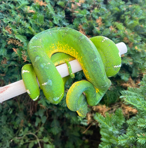 Adult ‘Reduced Pattern’ Emerald Tree Boa (Male)