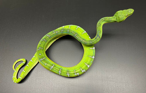 Adult Emerald Tree Boa (Female 1)