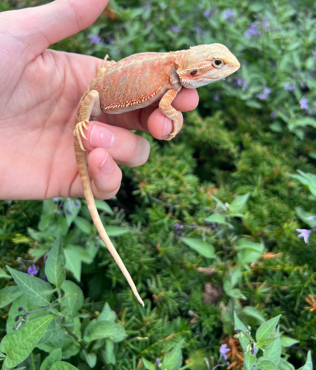 Baby Red Leatherback Bearded Dragon (2)