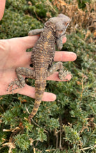 Load image into Gallery viewer, Adult Painted Agama