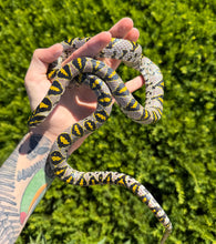 Load image into Gallery viewer, Adult Mandarin Ratsnake (Male)
