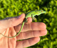 Load image into Gallery viewer, Juvenile Allison’s Anole