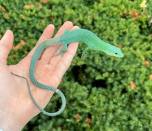 Load image into Gallery viewer, 1.1 Adult Green Keeled Lizard (Pair 1)