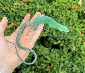 1.1 Adult Green Keeled Lizard (Pair 1)