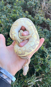 Juvenile Pastel Butter Enchi Ghost Ball Python (Female)