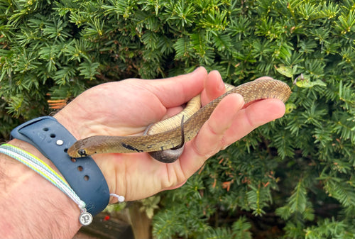 Baby Black-Tailed Cribo (Male 2)