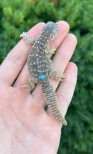 Load image into Gallery viewer, Baby Saudi Arabian Giant Uromastyx (1)