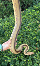Load image into Gallery viewer, Adult Hypo Striped Red-Tailed Boa Constrictor (Female)