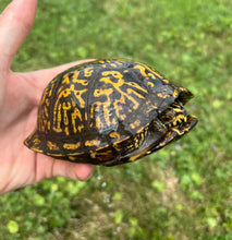 Load image into Gallery viewer, Adult Eastern Box Turtle (Female 3)