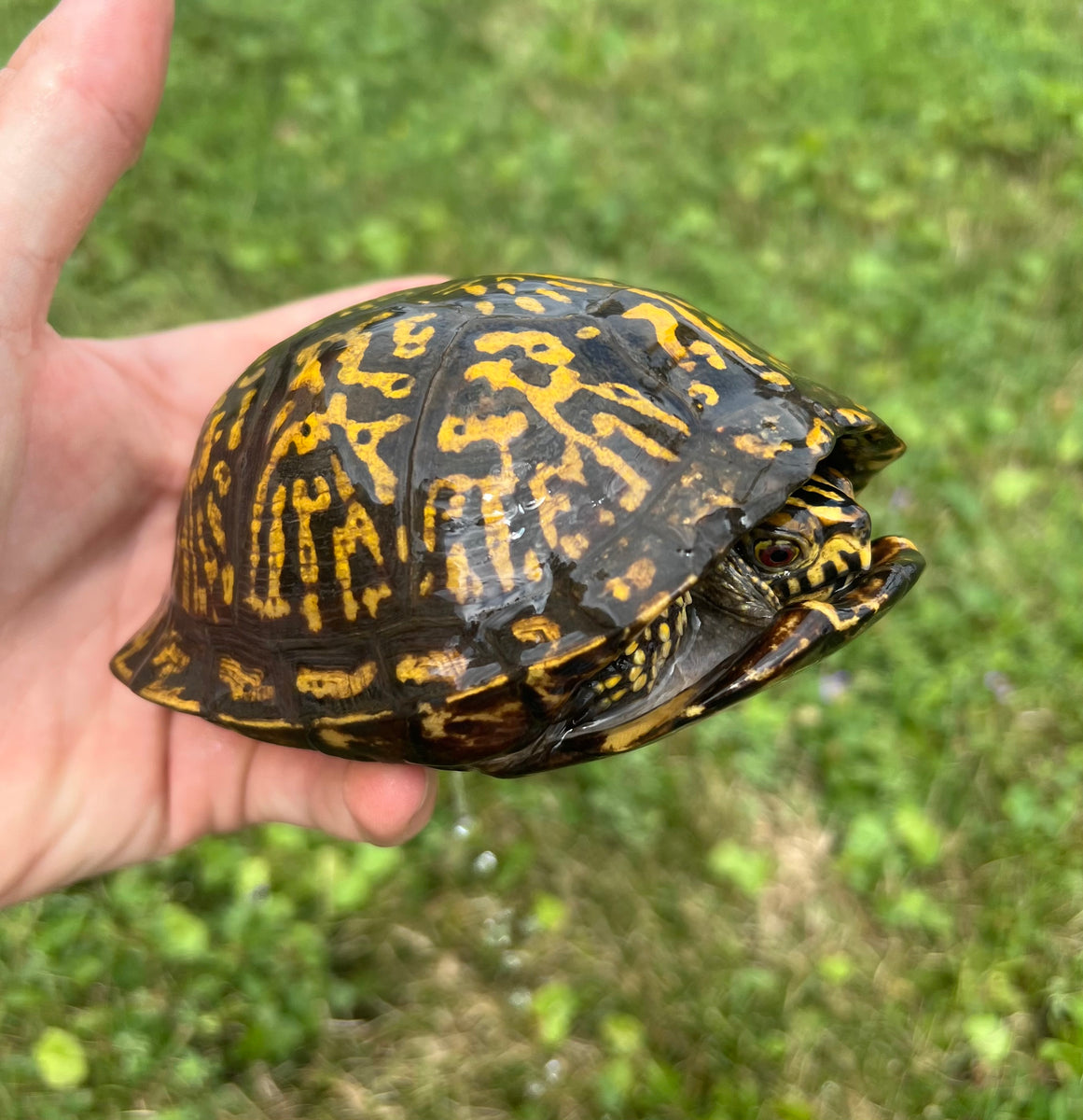 Adult Eastern Box Turtle (Female 3) – Scales and Tails of Ohio