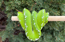 Load image into Gallery viewer, Adult ‘High-White’ Aru Green Tree Python (Male)