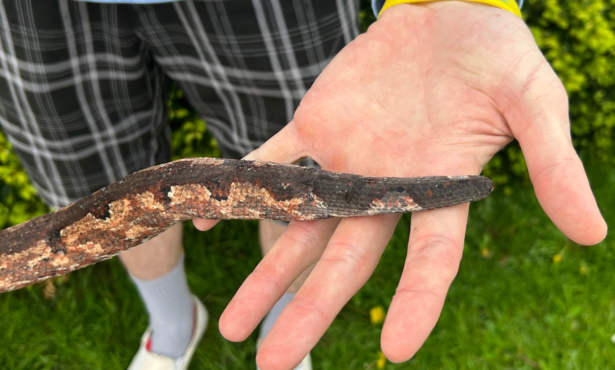 Adult Solomon Island Ground Boa (Female 2) – Scales and Tails of Ohio