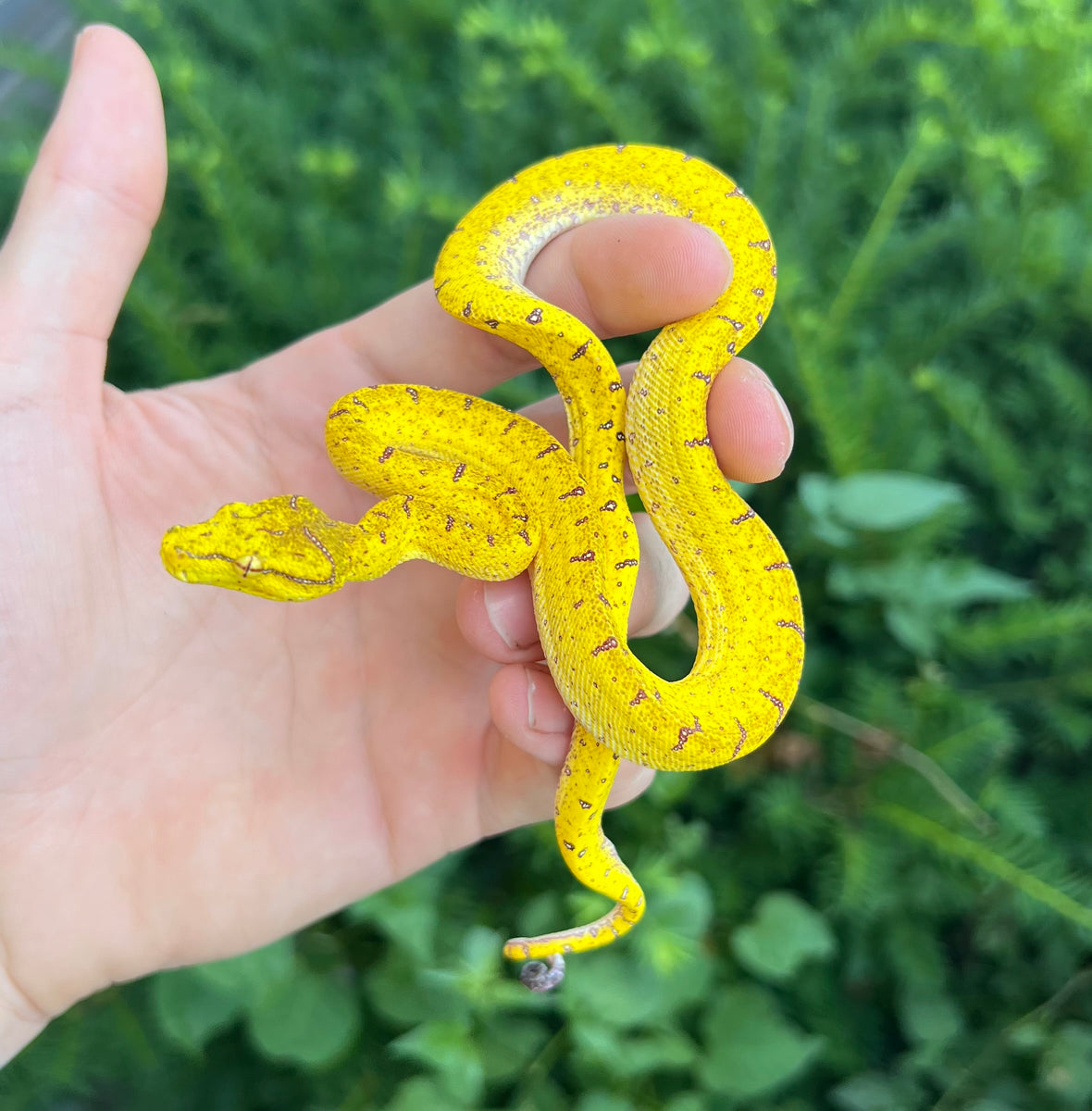 Baby Merauke Green Tree Python (1) – Scales and Tails of Ohio
