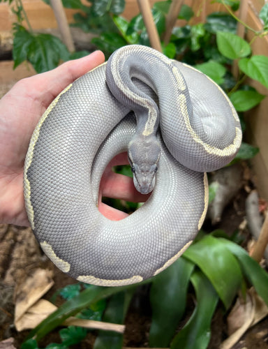 Sub-Adult Ghost GHI Orange Mojave Ball Python (Female)