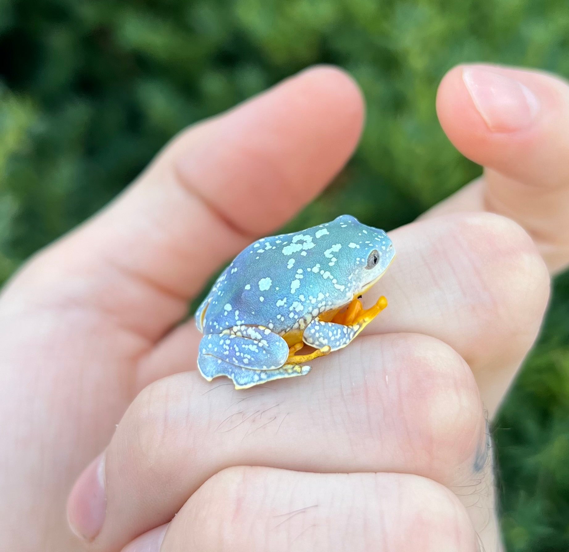Fringed Leaf Frog – Scales and Tails of Ohio