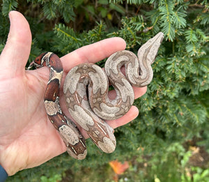 Baby Guyana Boa (Female 2)