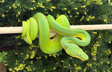 Load image into Gallery viewer, Adult Patternless Emerald Tree Boa (Female)