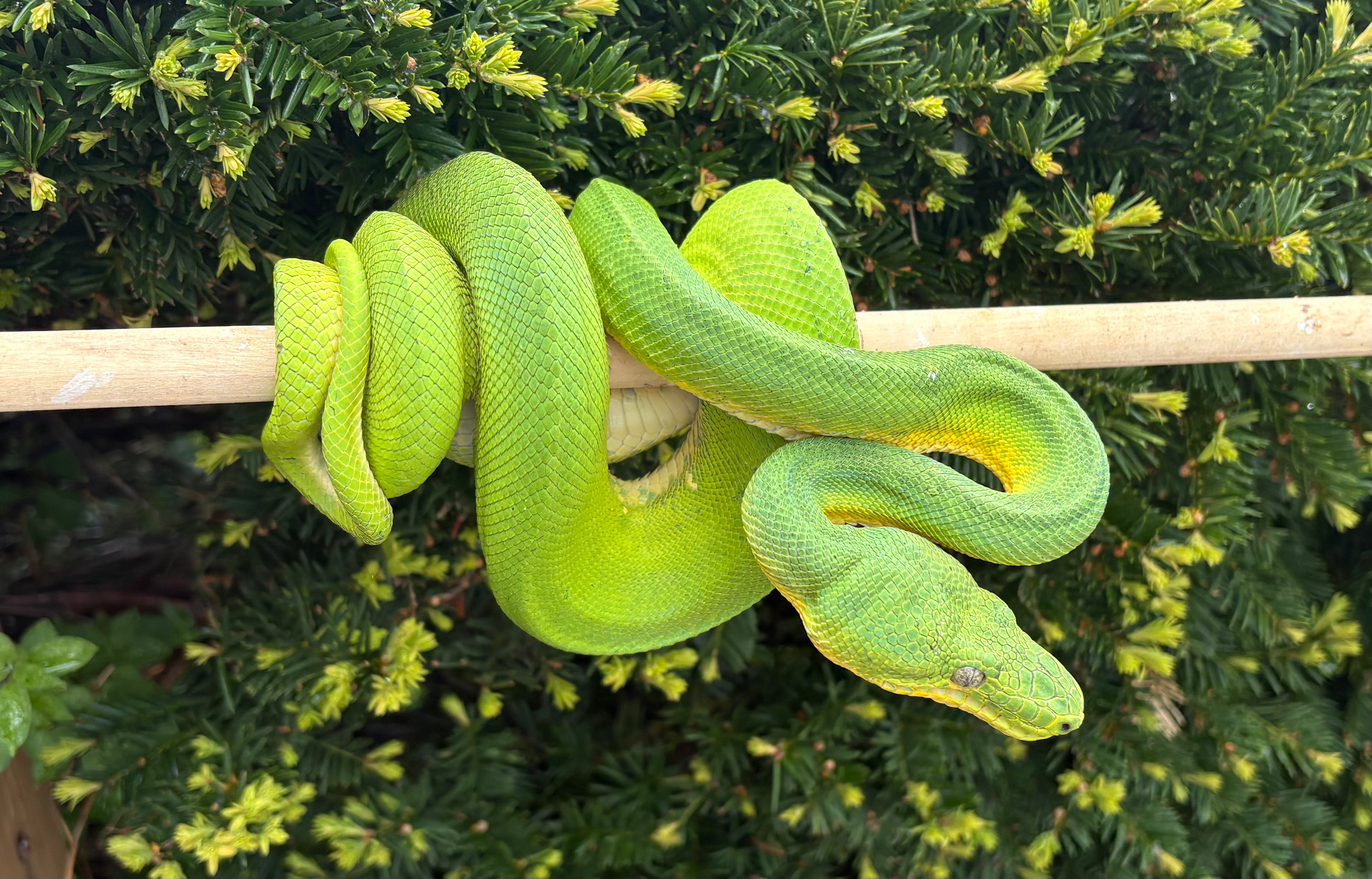 boa Tall Snake EP 生産終了廃盤 Adult Patternless Emerald Tree Boa (Female) – Scales and Tails of Ohio