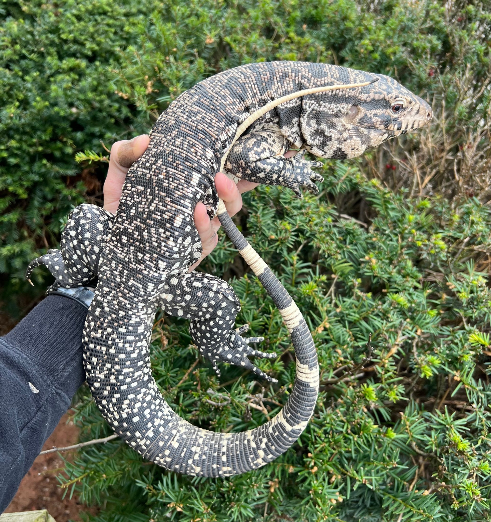 Tegu Standing Adult Argentine Black and White Tegu (Male) – Scales and Tails of Ohio