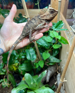 1.1 Adult Blue-Eyed Crested Dragon