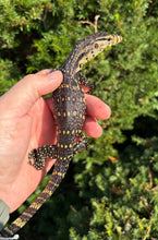Load image into Gallery viewer, Juvenile Asian Water Monitor (4)