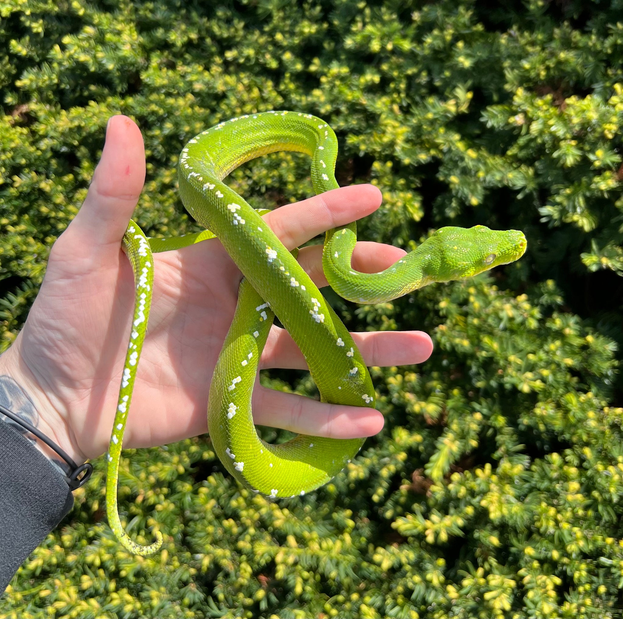 Green Tree Pythons – Page 2 – Scales and Tails of Ohio