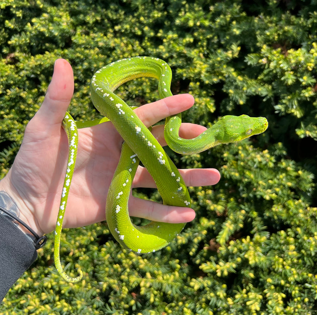 Adult Aru Green Tree Python (Male 3)