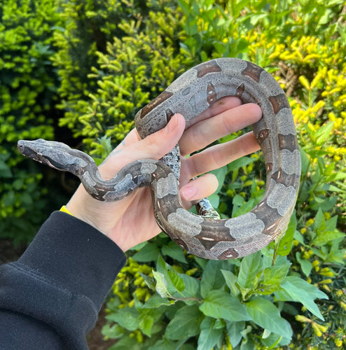 Small Guyana Boa (Male 2)