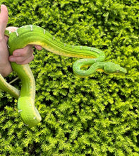 Load image into Gallery viewer, Adult Emerald Tree Boa (Male 1)